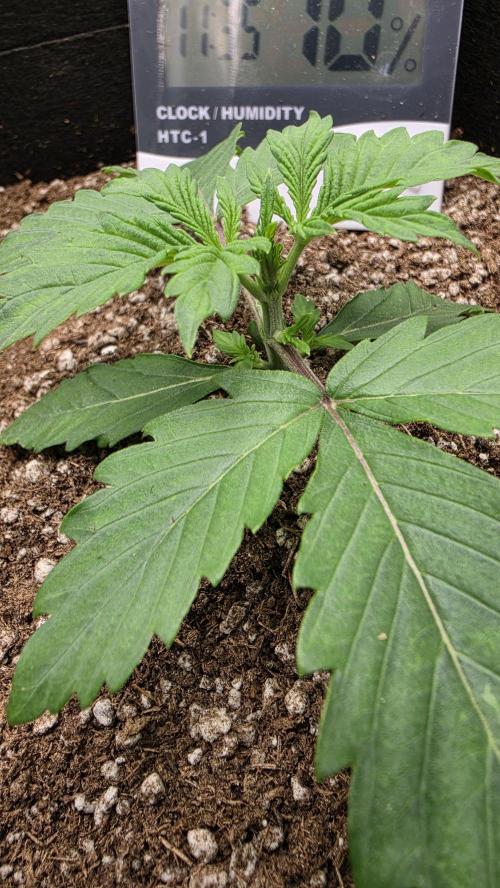 Mephisto Guava Fig. Week 2 - Day 13
