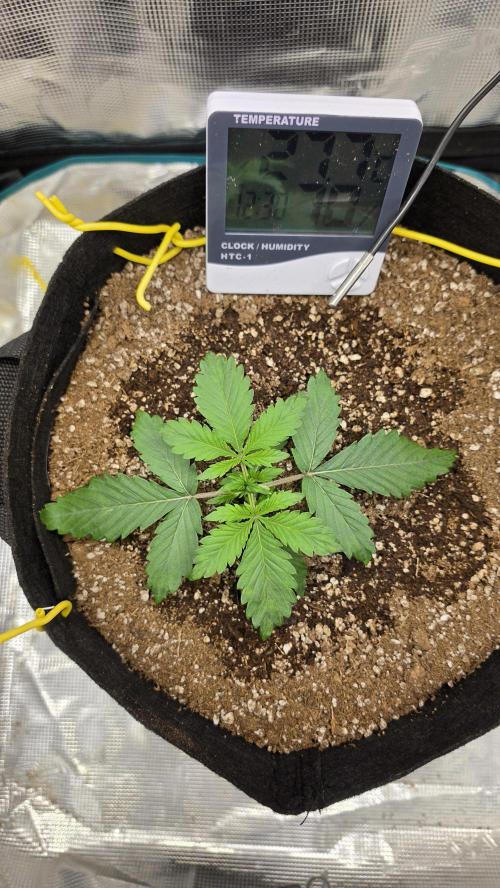 Mephisto Guava Fig. Week 2 - Day 14