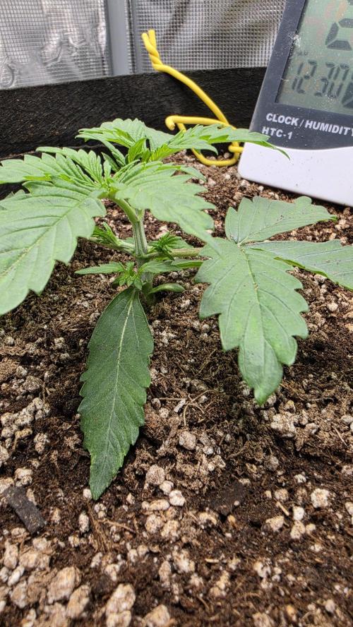 Mephisto Guava Fig. Week 3