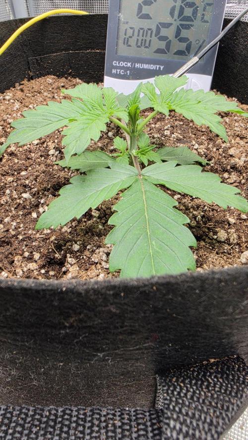 Mephisto Guava Fig. Week 3