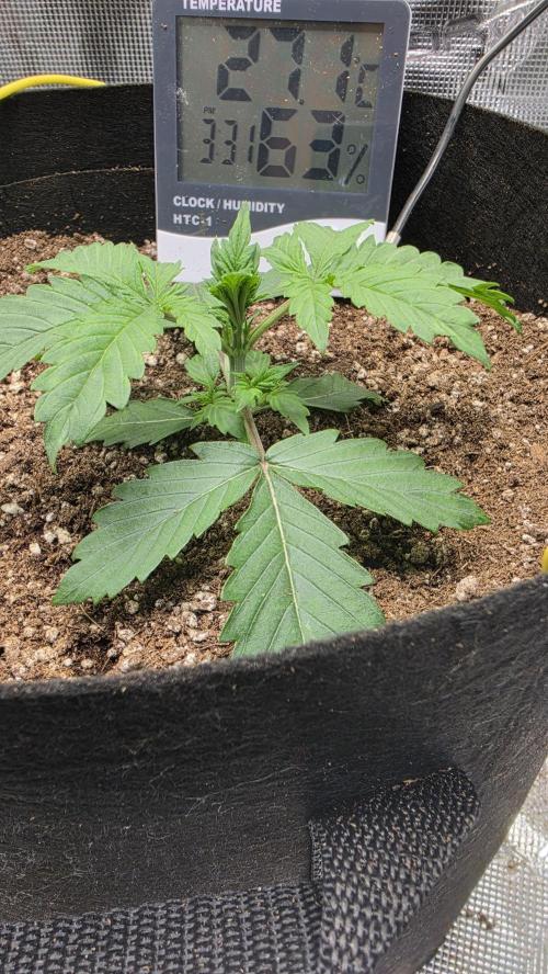 Mephisto Guava Fig. Week 3