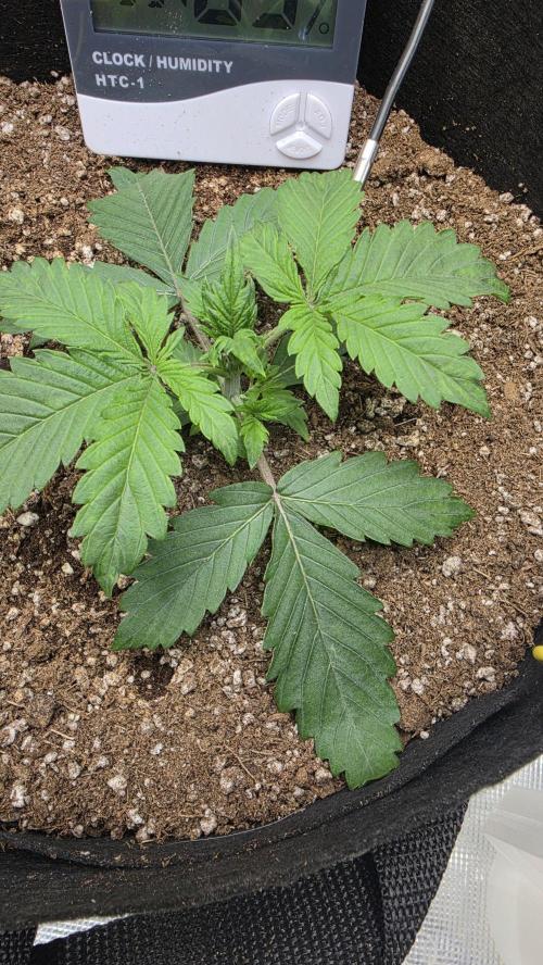 Mephisto Guava Fig. Week 3