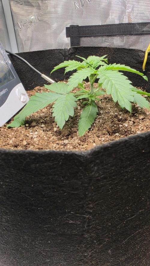 Mephisto Guava Fig. Week 3