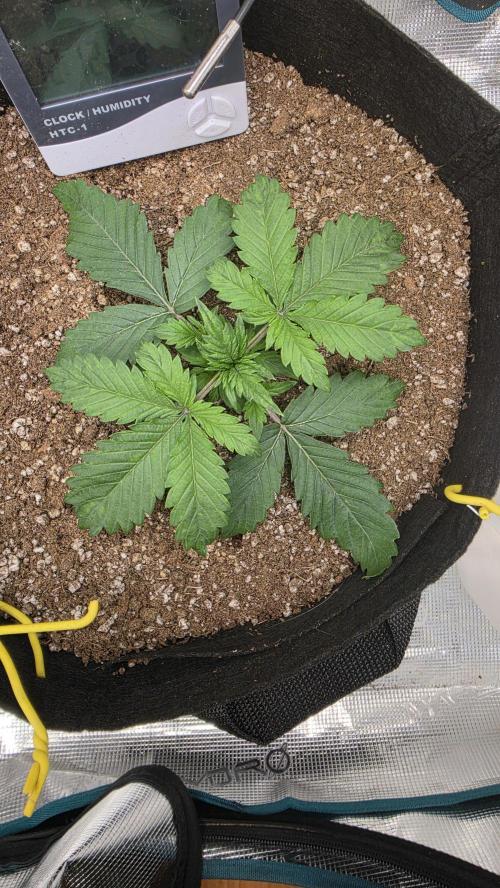 Mephisto Guava Fig. Week 3