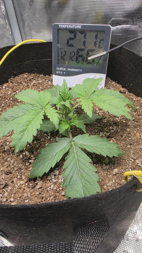 Mephisto Guava Fig. Week 3