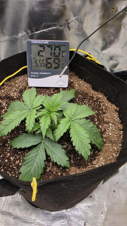 Mephisto Guava Fig. Week 3