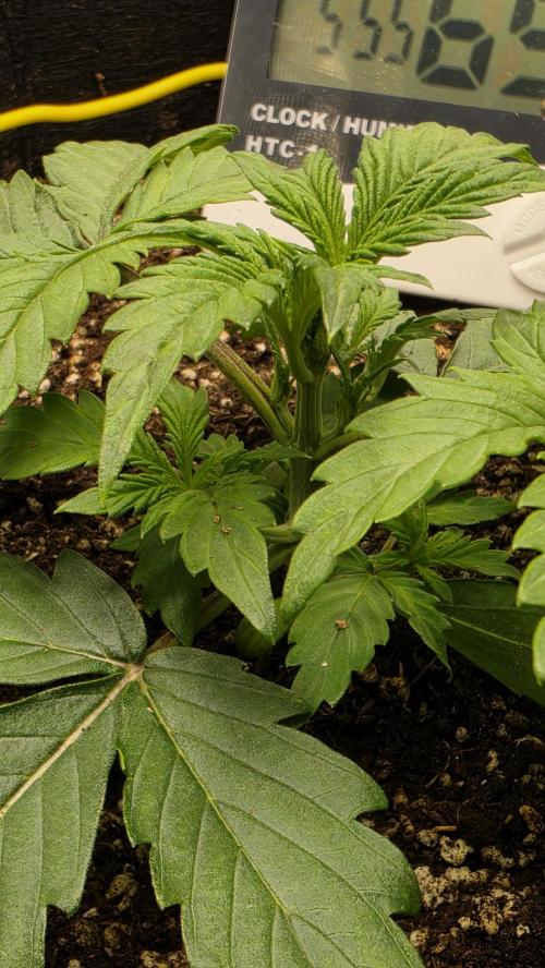 Mephisto Guava Fig. Week 3
