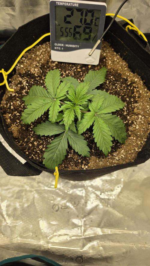 Mephisto Guava Fig. Week 3