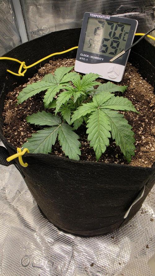 Mephisto Guava Fig. Week 3