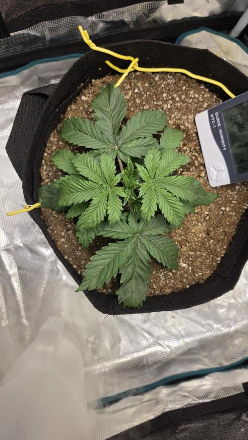 Mephisto Guava Fig. Week 3