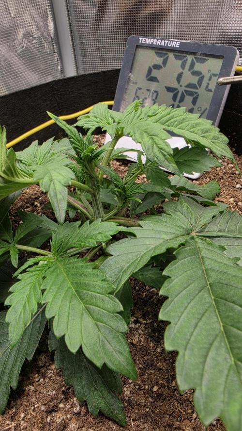 Mephisto Guava Fig. Week 3