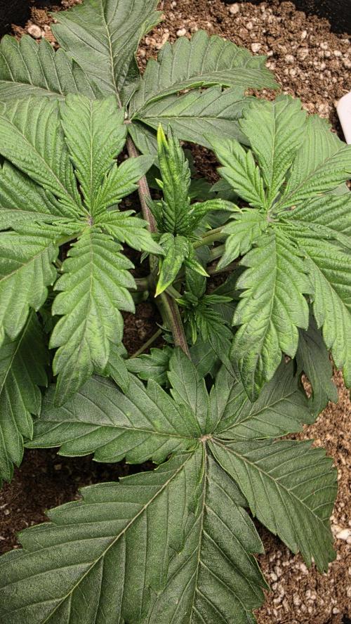 Mephisto Guava Fig. Week 3