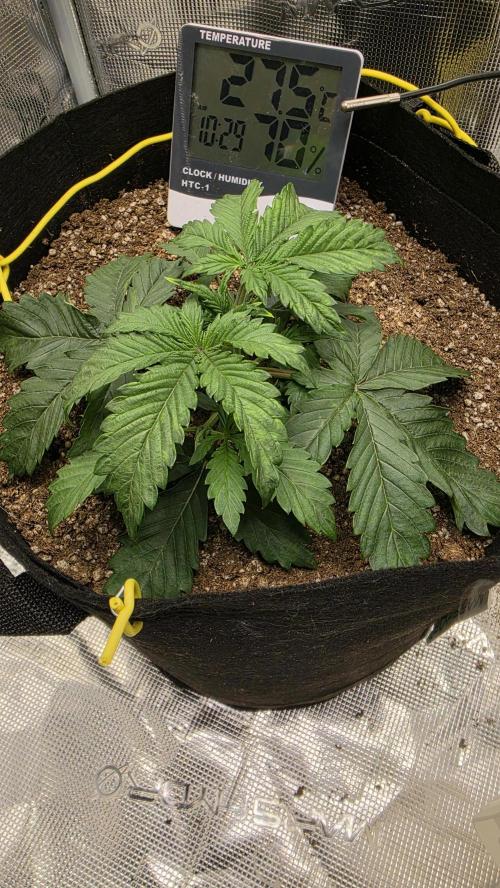 Mephisto Guava Fig. Week 3