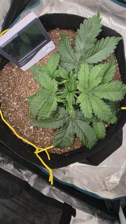 Mephisto Guava Fig. Week 3