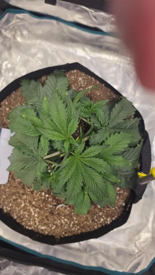 Mephisto Guava Fig. Week 3