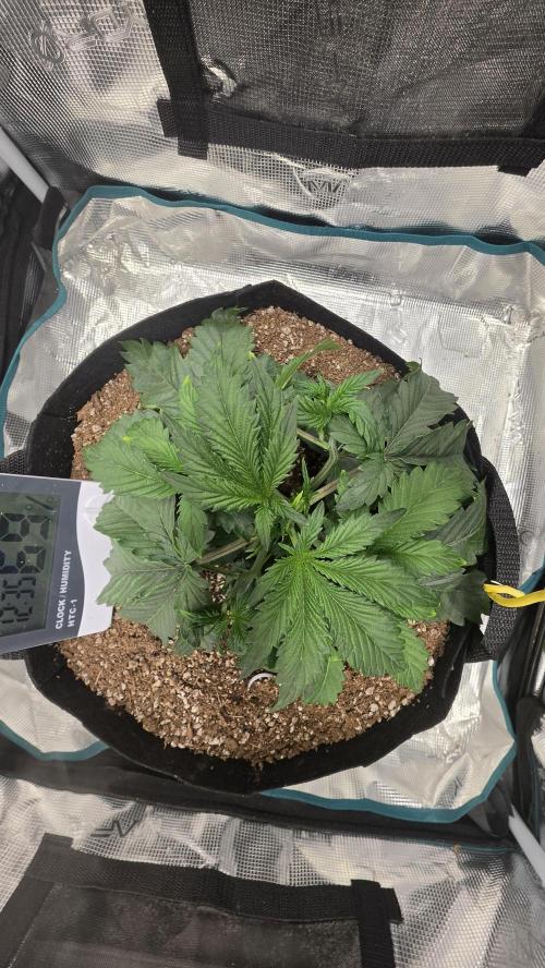 Mephisto Guava Fig. Week 3