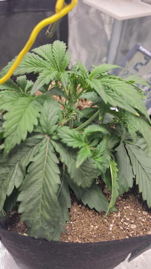 Mephisto Guava Fig. Week 3