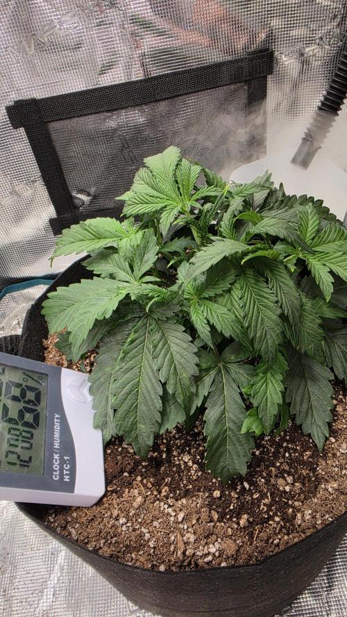 Mephisto Guava Fig. Week 4