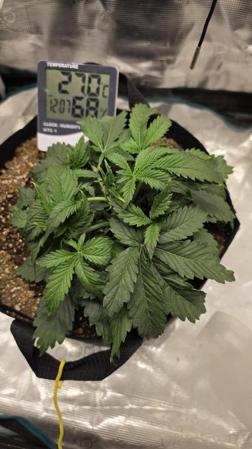 Mephisto Guava Fig. Week 4