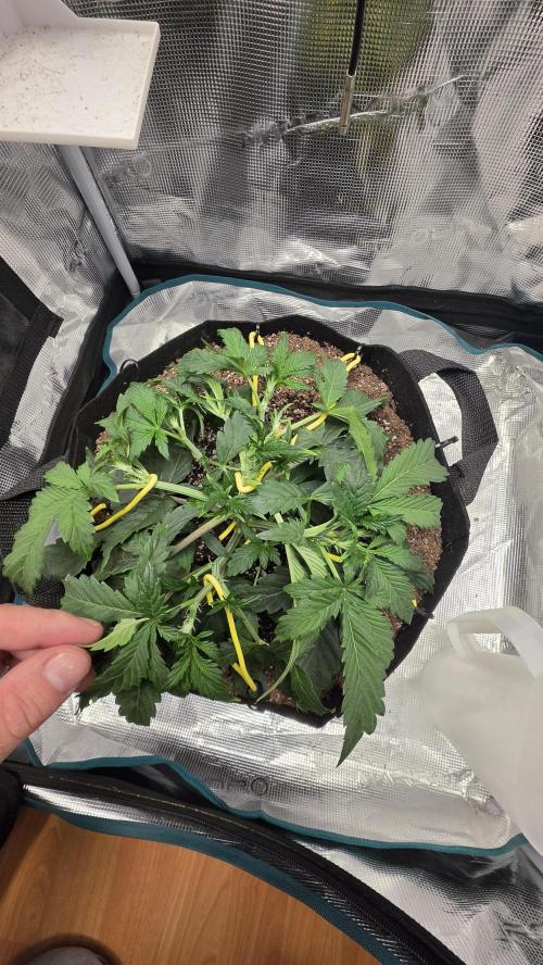 Mephisto Guava Fig. Week 4
