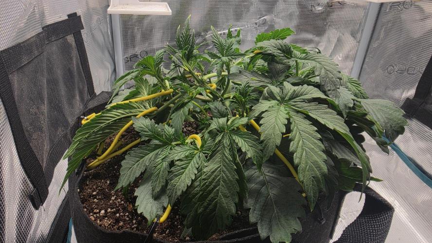 Mephisto Guava Fig. Week 4