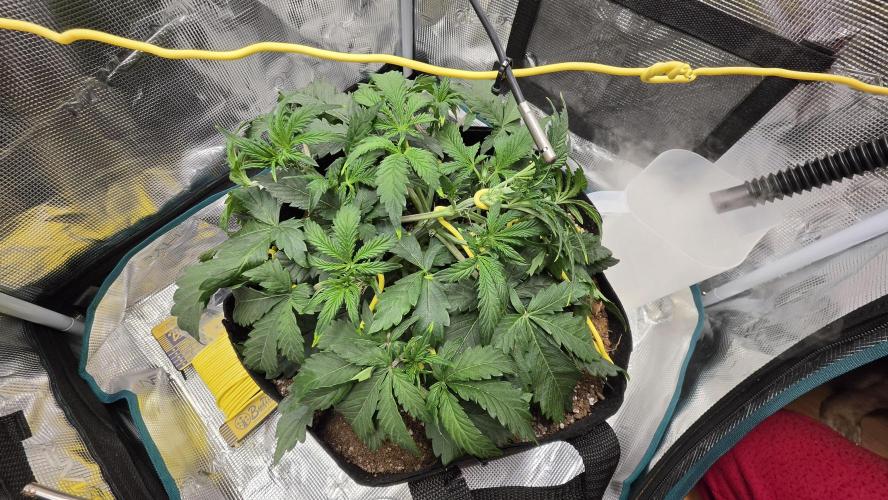 Mephisto Guava Fig. Week 4