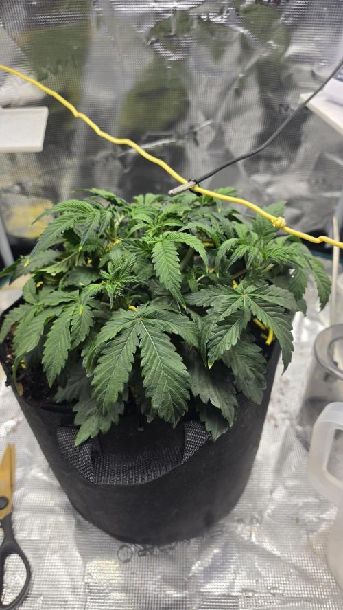 Mephisto Guava Fig. Week 4