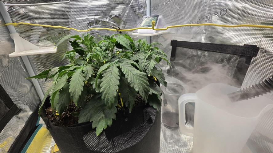 Mephisto Guava Fig. Week 4