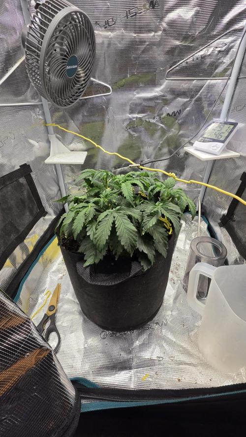 Mephisto Guava Fig. Week 4