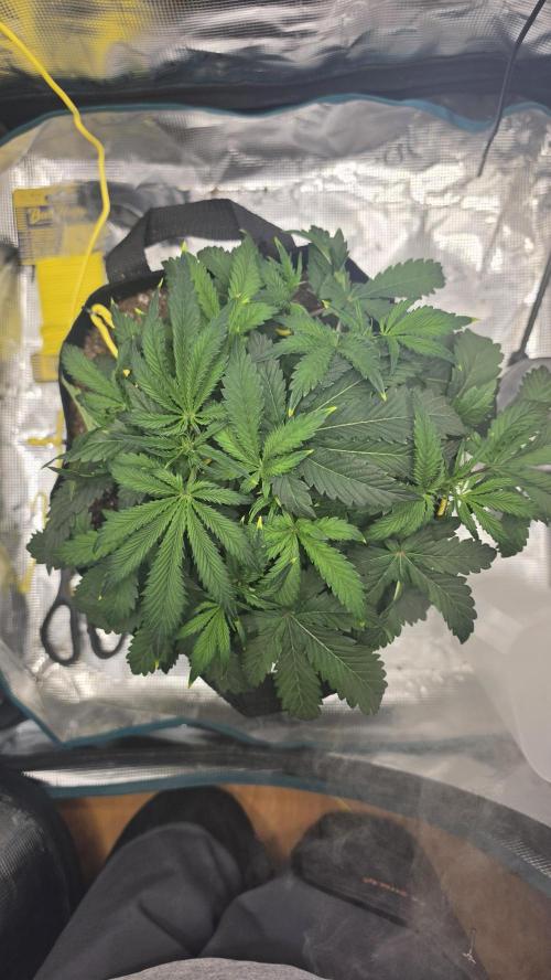 Mephisto Guava Fig. Week 4