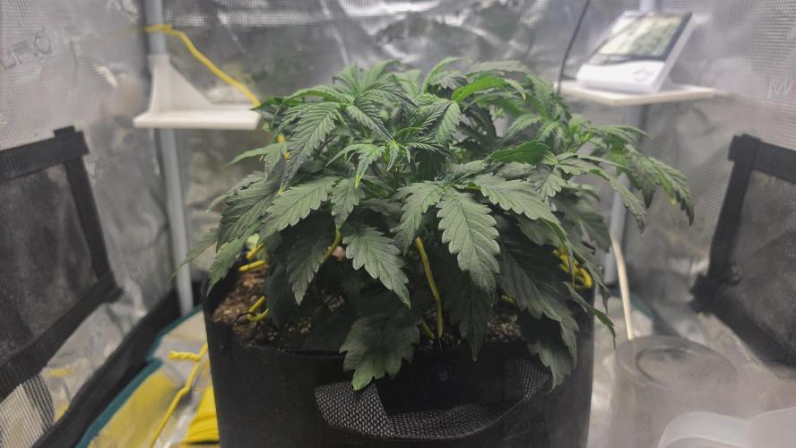 Mephisto Guava Fig. Week 4