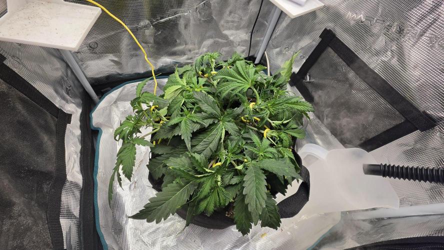 Mephisto Guava Fig. Week 4