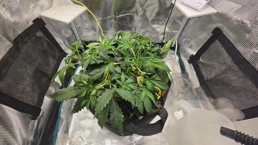 Mephisto Guava Fig. Week 4