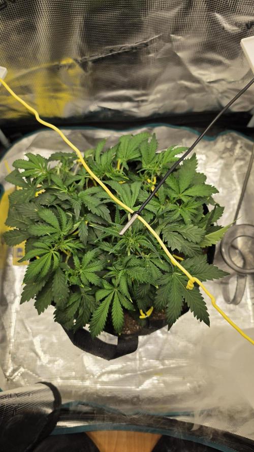 Mephisto Guava Fig. Week 4
