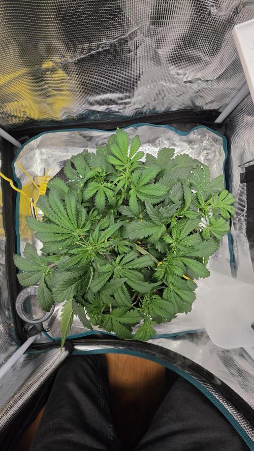 Mephisto Guava Fig. Week 4