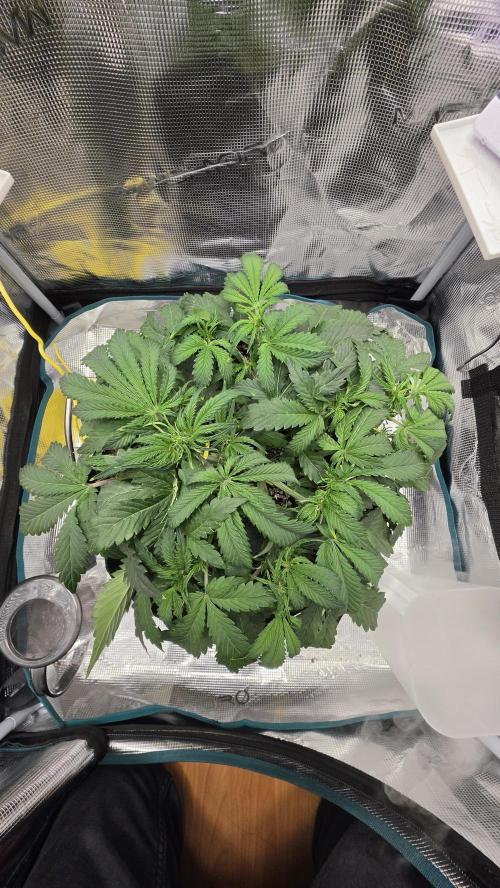 Mephisto Guava Fig. Week 4