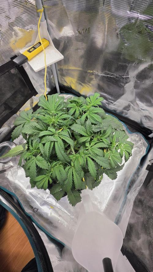 Mephisto Guava Fig. Week 4