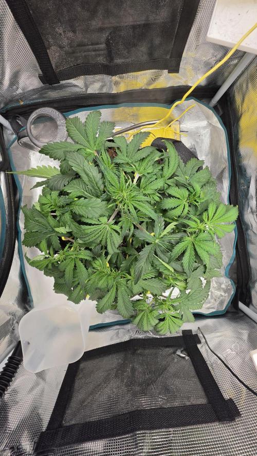 Mephisto Guava Fig. Week 4