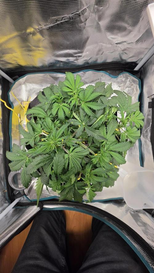 Mephisto Guava Fig. Week 4