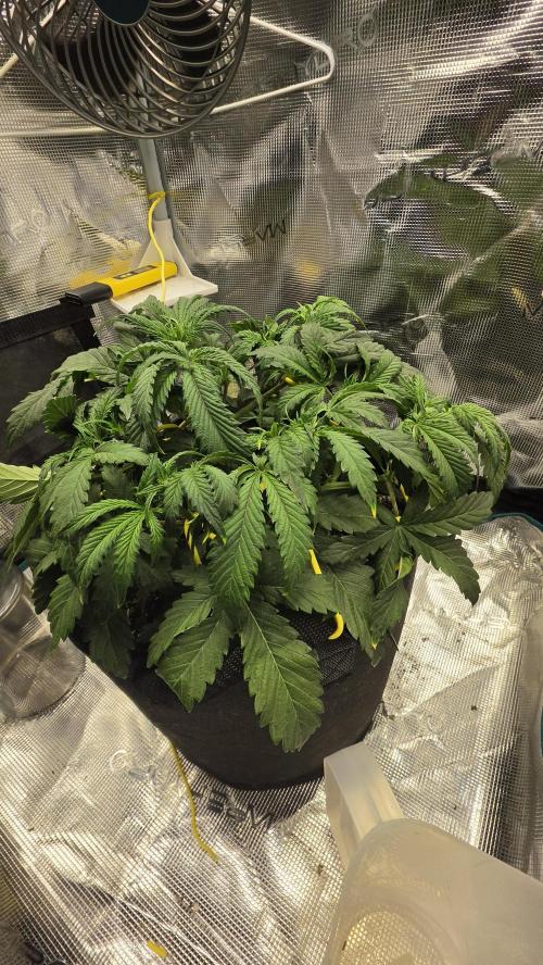 Mephisto Guava Fig. Week 4