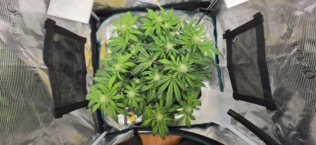 Mephisto Guava Fig. Week 5