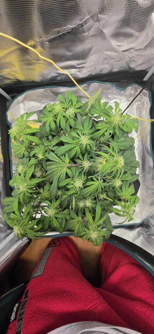Mephisto Guava Fig. Week 5