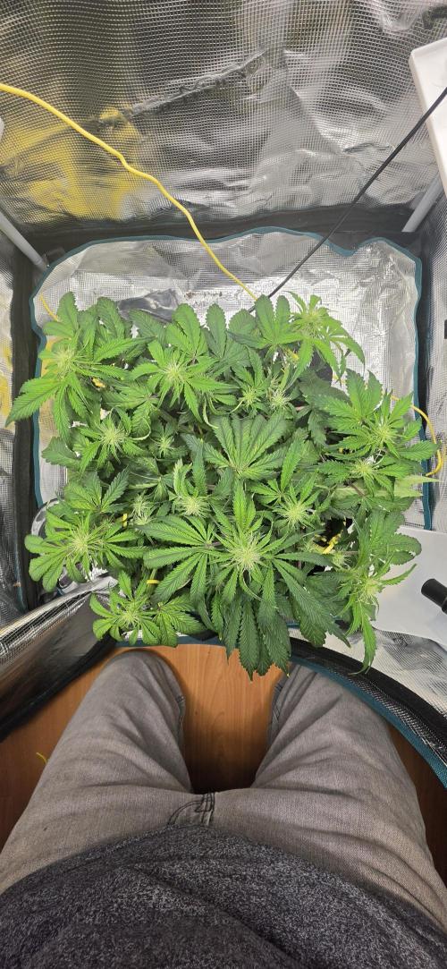Mephisto Guava Fig. Week 5