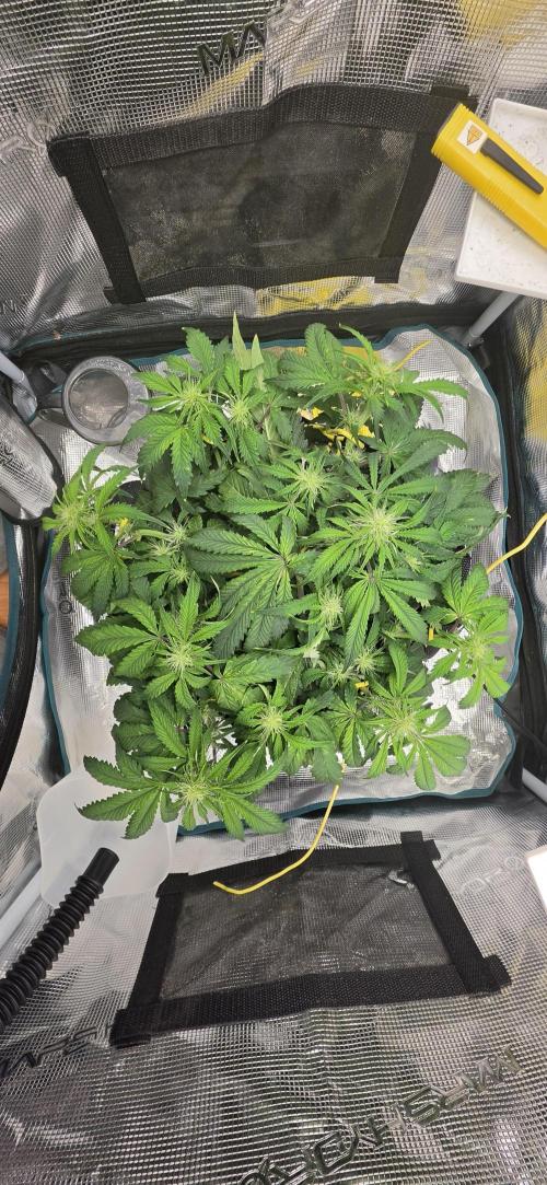 Mephisto Guava Fig. Week 5