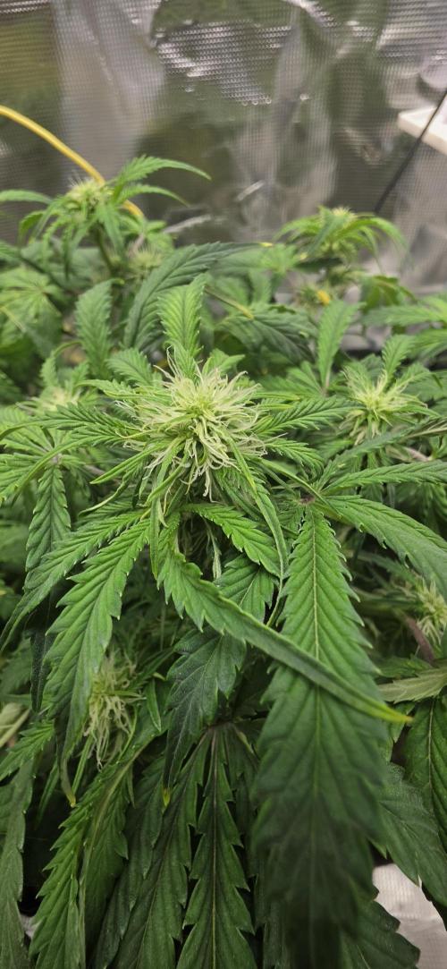 Mephisto Guava Fig. Week 5