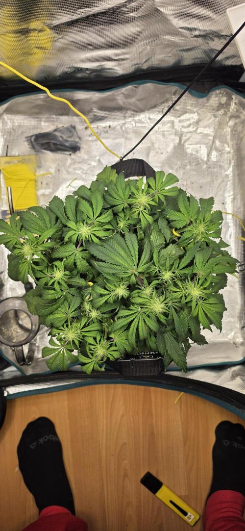 Mephisto Guava Fig. Week 5