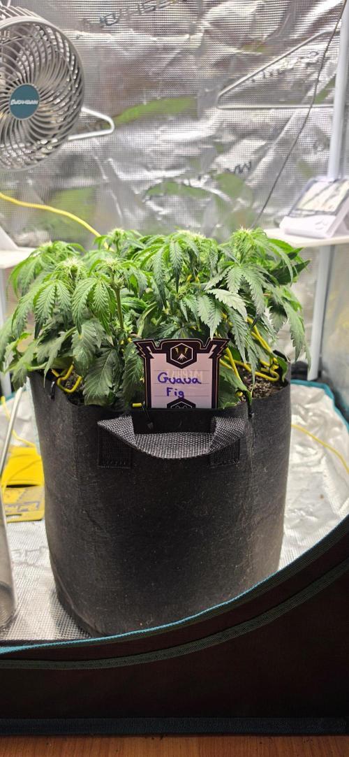 Mephisto Guava Fig. Week 5