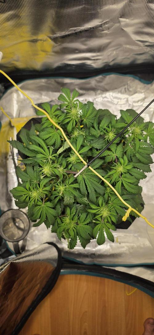 Mephisto Guava Fig. Week 5