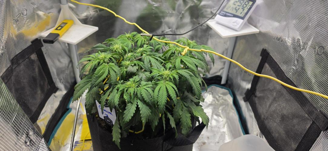 Mephisto Guava Fig. Week 5