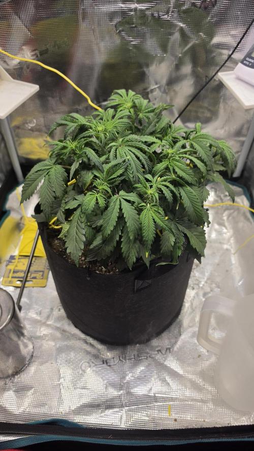 Mephisto Guava Fig. Week 5